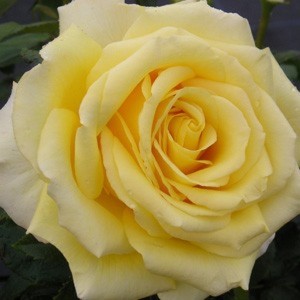 GOLDEN MOMENT (hybrid tea)